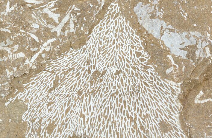 Ordovician Bryozoans (Chasmatopora) Plate - Estonia #47452